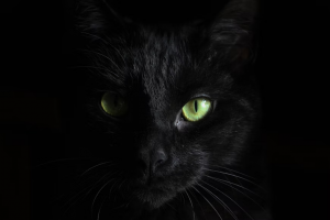 Черные коты приносят удачу. Ищи удачу в черном!