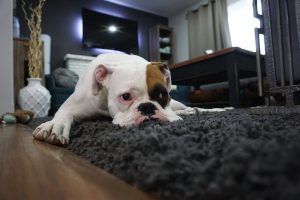 Як чистити килим з довгим ворсом