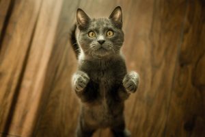 Кігтеточка для кота: переваги та недоліки