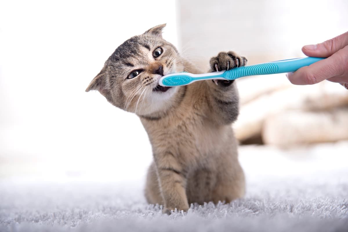 Як часто потрібно чистити зуби коту і кошенятам