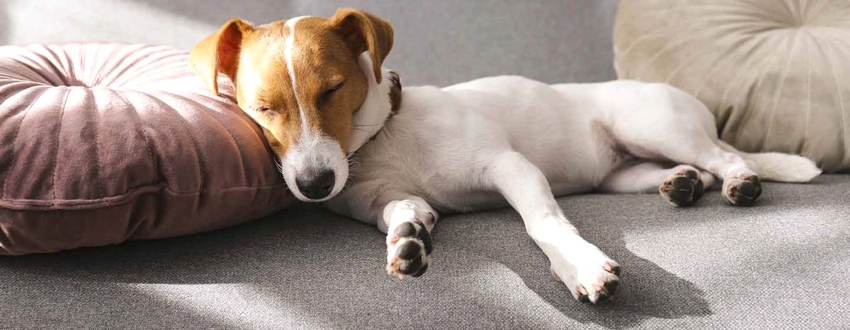 Скільки годин на добу сплять собаки