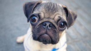 Як попередити неприємний запах з рота у вашої собаки