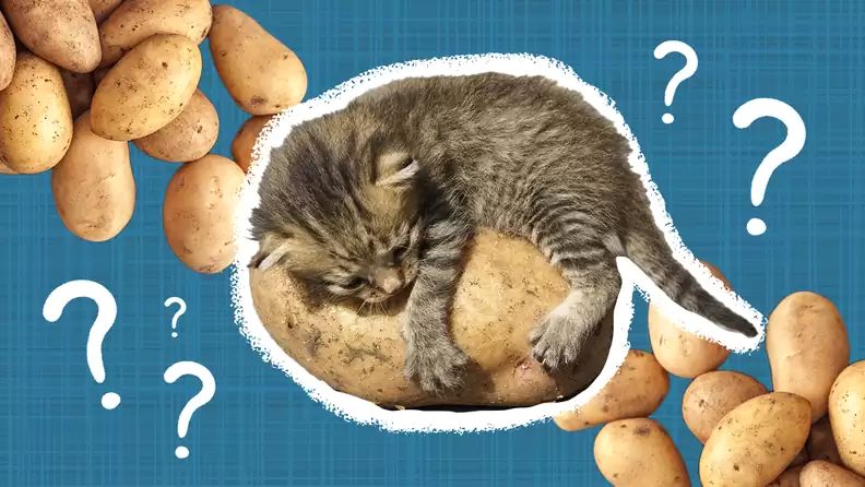 Чи їсть кіт картоплю
