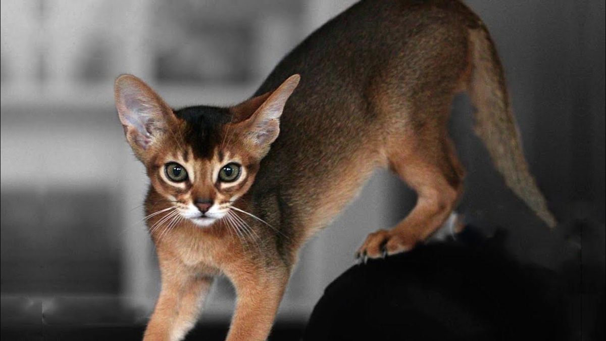 Сколько лет живет Абиссинская кошка