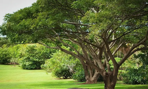 Тінисті дерева: що посадити для створення тіні у дворі