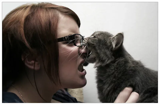 Чому кіт кусає вас за ніс