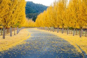 Почему желтеет листья на деревьях