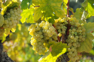 Болезни винограда: фото + описание