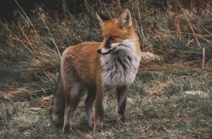 Как выглядят следы лисицы и чем они особенны