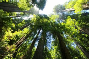 Секвоя: интересные факты о самом высоком дереве в мире