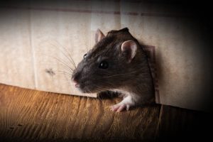 Чого бояться миші: 4 способи позбутися мишей назавжди