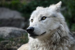 Як виглядають сліди вовка та чим вони особливі