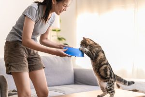 Корм для котів Мяу: як підібрати щоденний раціон для домашнього улюбленця?